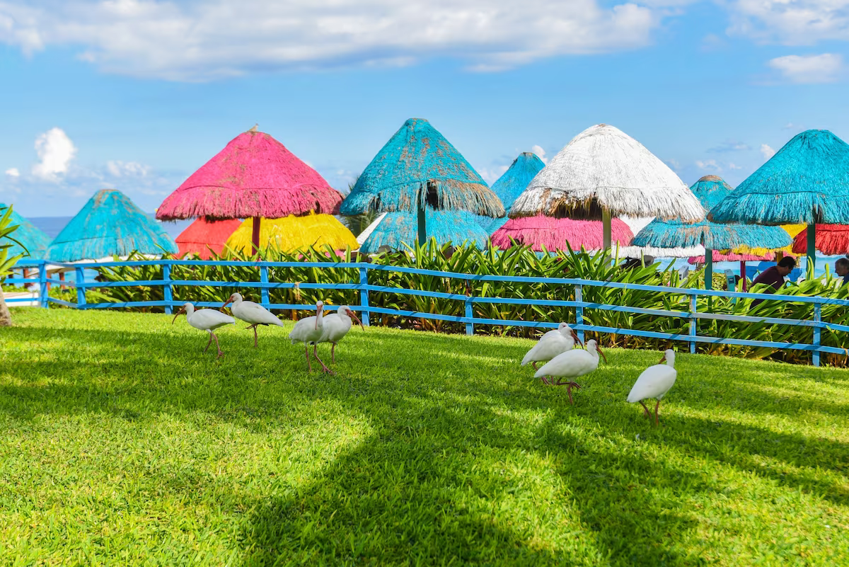 Grand Oasis Cancun / 5 días / 2 adultos / del 24-28 de Jul / menores gratis /BLO-HO